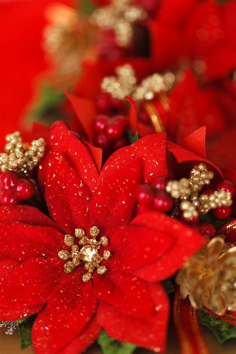 See more ideas about christmas pictures, christmas art, christmas paintings. Red Christmas Flower Decoration Free Stock Photo - Public ...
