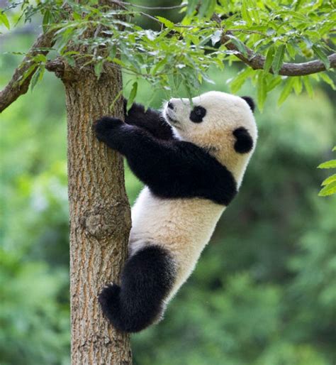 Poze Bao Bao Ursul Panda De La Gradina Zoologica Din Washington Inedit
