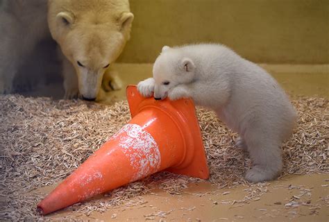 Germany Photos Of Cute Polar Bear Cub Exploring The World For The