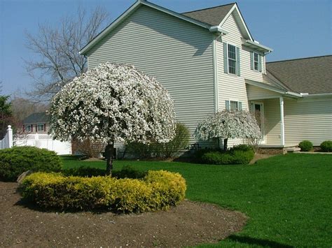 Ornamental flowering trees for small gardens. Snow Fountains® Weeping Cherry | Ornamental trees, Small ...