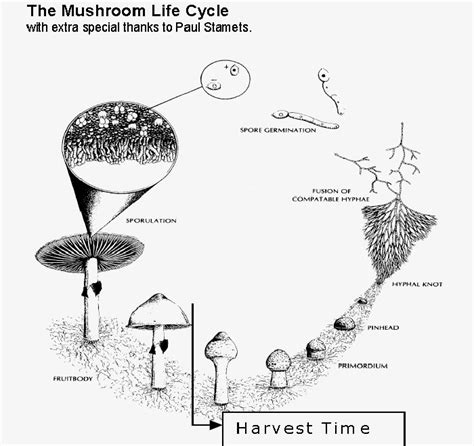 Magic Mushrooms Grow Kits Instructions Growtrades