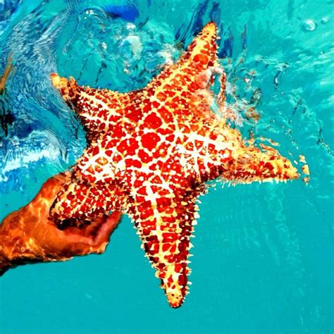 The Biggest Starfish Ive Seen Los Roques The Great Escape