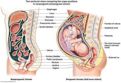 Not every woman has the same symptoms or even the same symptoms from one pregnancy to the next. Pin on Pregnancy, Birth, & Baby Info.