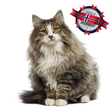 Norwegian Forest Cat The Cuddlywumps Cat Chronicles Norwegian Forest