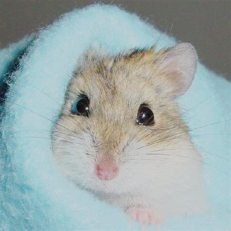 Maybe you would like to learn more about one of these? How Long Do Hamsters Live For?