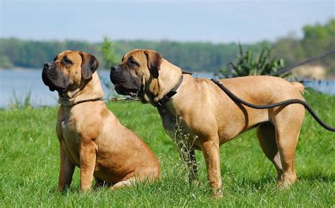 boerboel information health pictures training pet paw