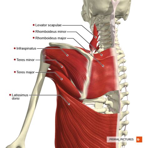 Shoulder Instability Physiopedia