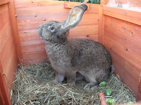 Conejo Gigante De Flandes 🔺información Cuidados Gastos🔺