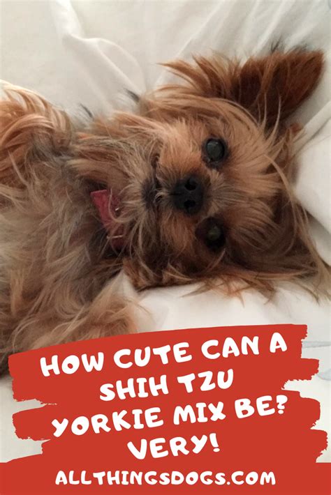 Shorkie A Complete Guide To The Shih Tzu Yorkie Mix Artofit