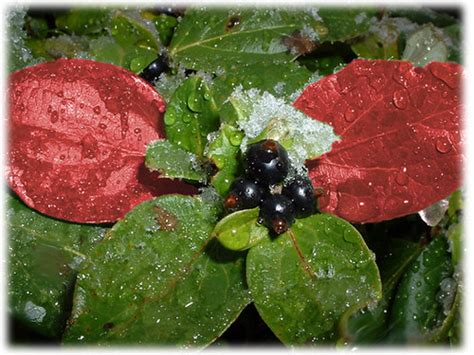 Snowberries Macro Selective Coloring Znarled Flickr