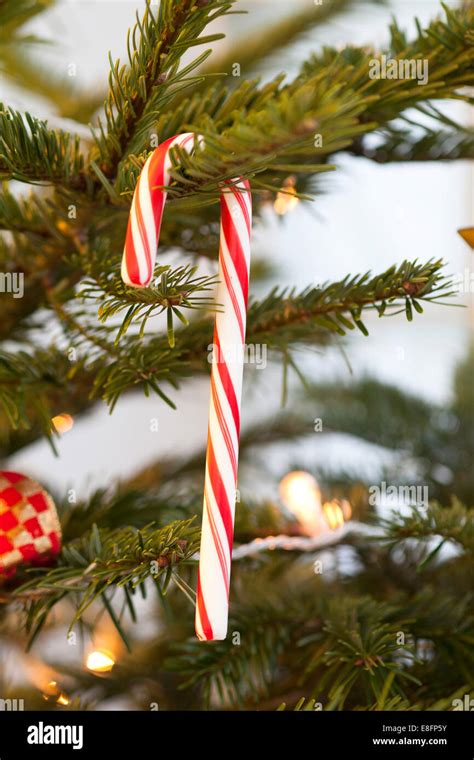 Candy Cane Hanging On Christmas Tree Stock Photo Alamy