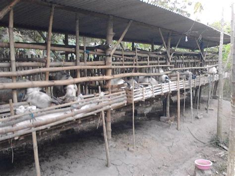 Pengobatan yang dapat dilakukan adalah. Gambar Penggemukan Kambing Cepat Mudah Irit Efektif Pembuatan Kandang Benar Gambar di Rebanas ...