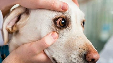 13 Common Dog Eye Problems Everything You Need To Know