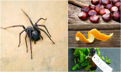 Are black widow spider bites fatal? 12 Natural Ways To Keep Spiders Out Of Your Home