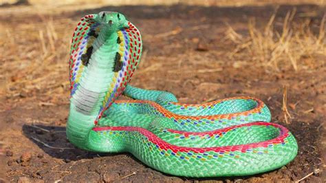 दुनिया के 7 खूबसूरत सांप Top 7 Most Beautiful Snake In The World