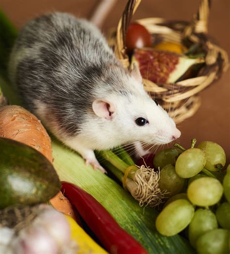 Your Rat Food Guide Best Rat Food Brands And How To Feed Them