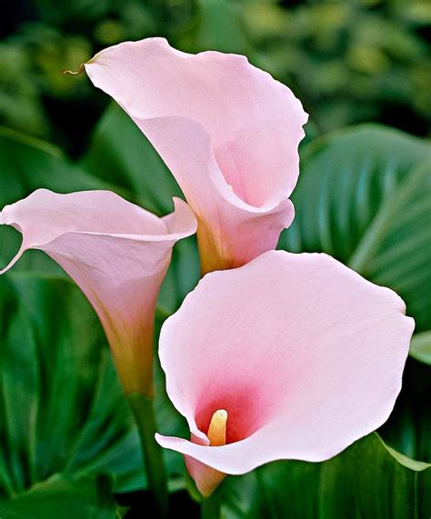 Pale Pink Calla Lily Dreaming Gardens
