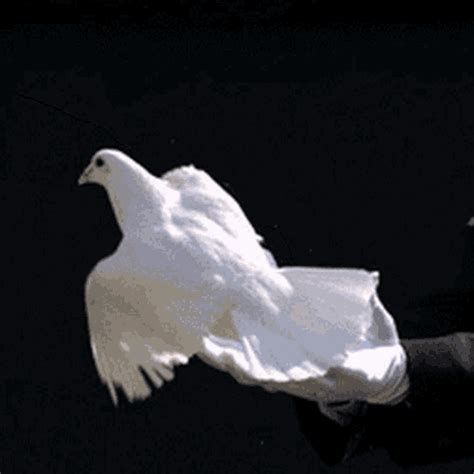 Doves White Gloves  Doves Whitegloves Yourefree Discover And Share