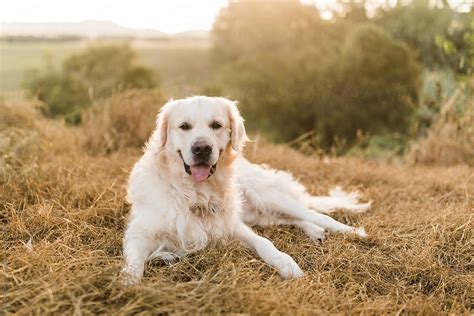 Golden Retriever Dog Laying In Grass By Stocksy Contributor Samantha