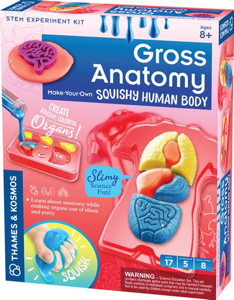 Gross Anatomy: Make-Your-Own Squishy Human Body | Thames and Kosmos