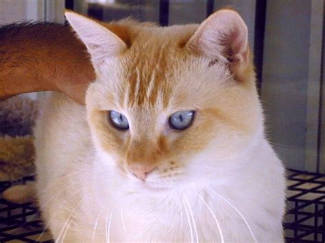 12 Best Flame Point Siamese Images On Pinterest Siamese Cats Kawaii