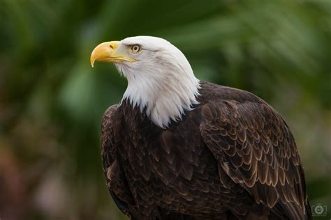 american eagle background high quality  backgrounds