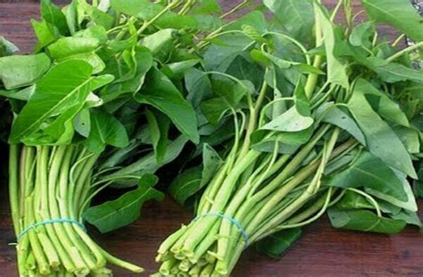 RESEP-RESEP YANG ADA DI DUNIA: MANFAAT JENIS SAYUR-SAYURAN.