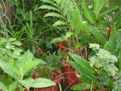 Pupuk cair memberikan solusi yang efisien cepat bertindak dan hemat biaya untuk merawat tanaman di rumah dan balkon perbatasan kebun herba dan sayuran kenali penawaran luas dari toko online kami. ANTARA HOBI DAN KEBUN MINI: tanaman di kebun mini