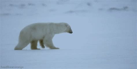 A Polar Bear Failing Miserably Polar Bear Bear Funny