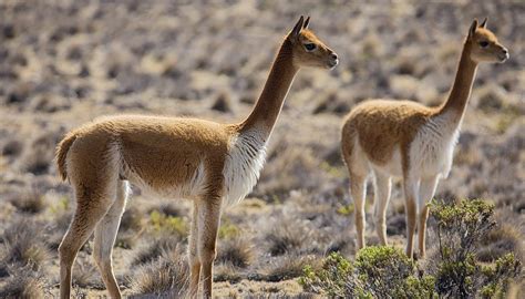 Vicuñas feed on tough, short grasses that grow in their dry grassland habitats. Why a Loro Piana vicuña coat is the ultimate in wardrobe ...