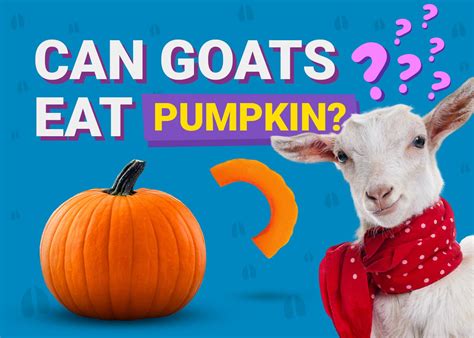 Can Goats Eat Pumpkin Facts And Safety Tips Pet Keen