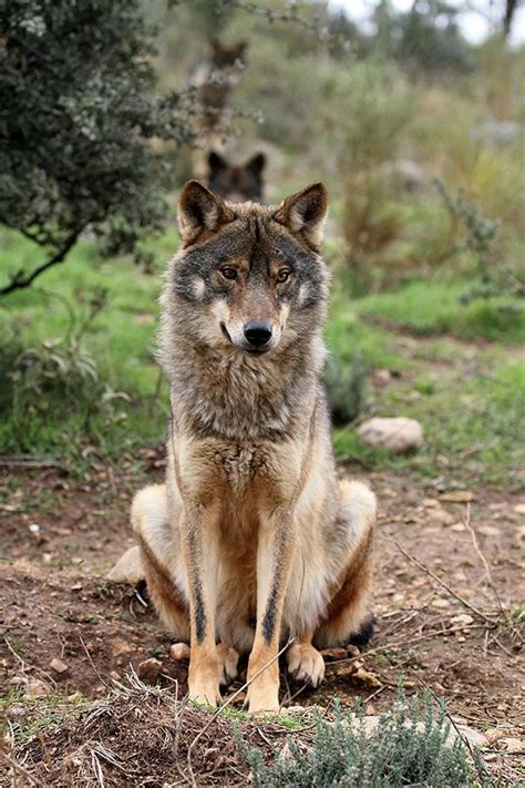 Iberian Wolf Canis Lupus Signatus Wolves Pinterest Ps Photos