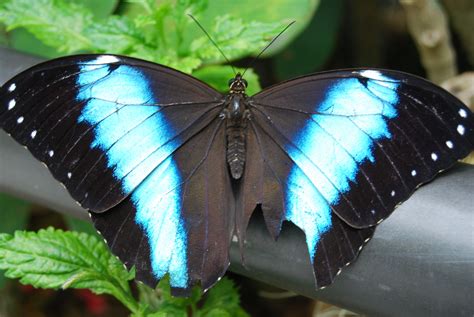 Blue Morpho Butterfly Blue Morpho Butterfly Morpho Butterfly Blue