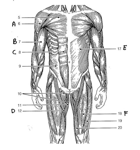 Anatomy And Physiology 2 Other Image 5 Full Body Muscles Diagram