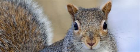 We have an extensive listing of home. West Virginia Animal Removal & Pest Wildlife Control