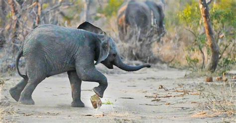 Watch Baby Elephant Practising Its Soccer Skills Is The