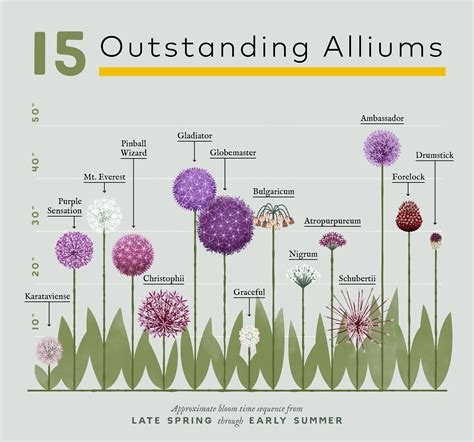 Planning Guide For Alliums Longfield Gardens