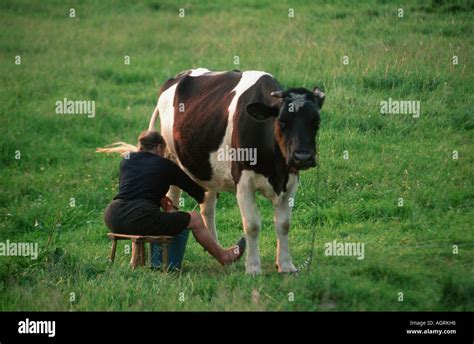 Woman Milking Cow Stock Photo Alamy