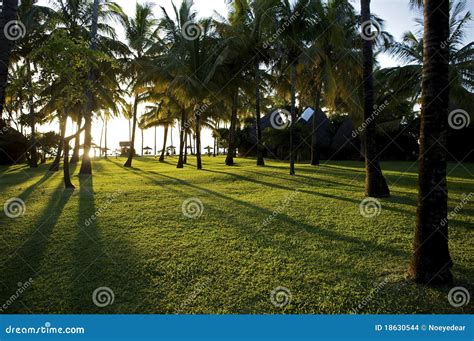 Palm Tree And Evening Sun Stock Photo Image Of Palm 18630544