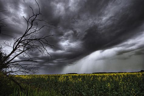 Rain And Thunderstorm Over A Canola Photograph By Dan Jurak Pixels