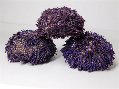Purple Dried With Spines Sea Urchins Spines Intact Sea Life Etsy