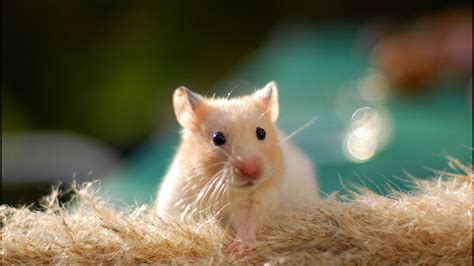 White Hampster In Colorful Blur Bokeh Background Hd Hampster Wallpapers
