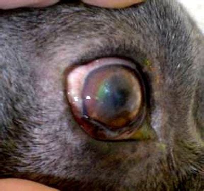 Эрозия и язва роговицы глаза у животных - описание, лечение ...