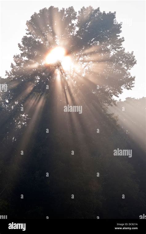 Crepuscular Rays Coming Through Tree In Fog At Sunrise Stock Photo Alamy