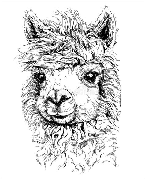 Download Realistic Sketch Of Lama Alpaca Black And White Drawing