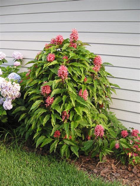 Photo Of The Entire Plant Of Brazilian Plume Justicia Carnea Posted