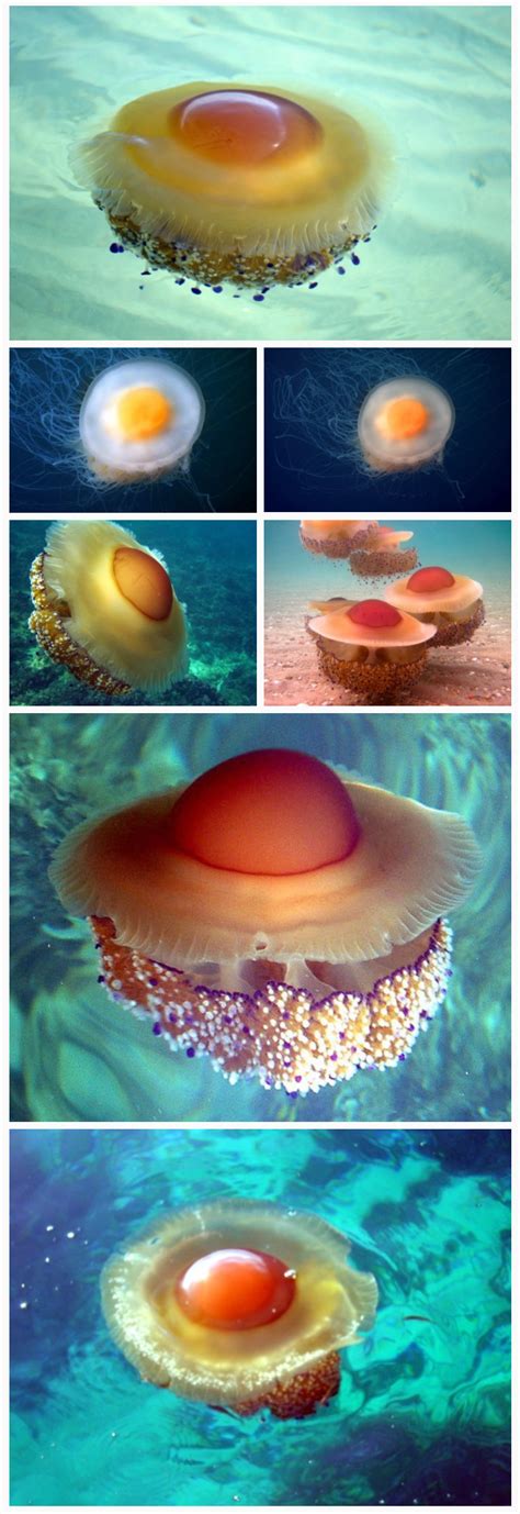 Its geographic distribution mainly encompasses the areas of the western atlantic ocean, the mediterranean and the pacific. 🔥 Fried Egg Jellyfish look like breakfast 🔥 ...