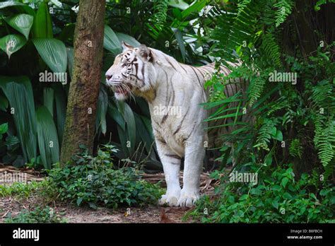 Bengal Tiger Panthera Tigris Tigris White Morph Stock Photo Alamy