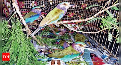 Telangana Dasara Tradition Clips Wings Of State Bird Palapitta Many