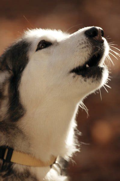How To Control A Dogs Barking And Growling Dog Care